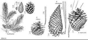 Attēlu rezultāti vaicājumam “Pinus banksiana”