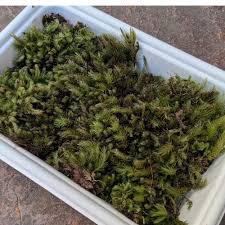 Attēlu rezultāti vaicājumam “Hypnum cupressiforme”