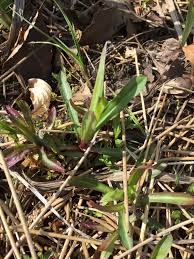 Attēlu rezultāti vaicājumam “Silene chlorantha”