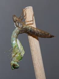 Attēlu rezultāti vaicājumam “Anax parthenope”