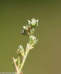 Attēlu rezultāti vaicājumam “Scleranthus perennis flower”