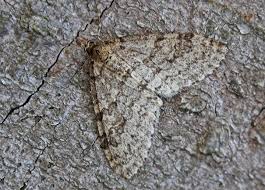 Attēlu rezultāti vaicājumam “Trichopteryx carpinata”