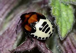 Attēlu rezultāti vaicājumam “Tritomegas bicolor nymph”