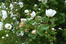 Attēlu rezultāti vaicājumam “Rosa subcanina”