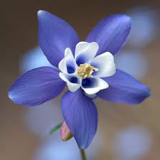 Image result for Aquilegia