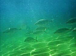 Image result for Pomadasys incisus