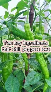 Afbeeldingsresultaat voor joe long cayenne hot pepper