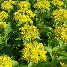 Attēlu rezultāti vaicājumam “Sedum aizoon fruit”