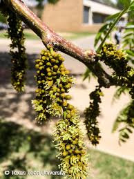 Attēlu rezultāti vaicājumam “Gleditsia triacanthos bud”