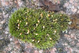 Attēlu rezultāti vaicājumam “Grimmia muehlenbeckii”