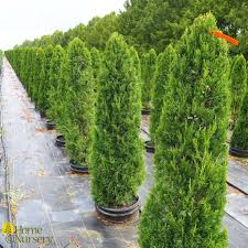 Attēlu rezultāti vaicājumam “Juniperus chinensis”