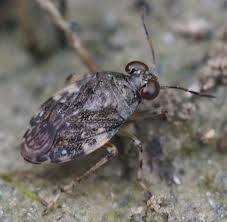 Attēlu rezultāti vaicājumam “Saldula saltatoria”