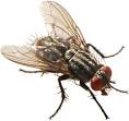 Fliege pronunciation