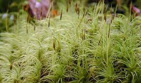 Attēlu rezultāti vaicājumam “Pseudobryum cinclidioides cells”