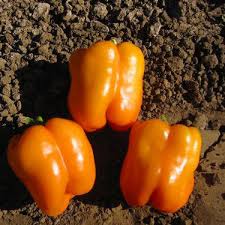 Afbeeldingsresultaat voor orange sun sweet pepper