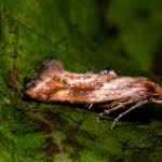 Attēlu rezultāti vaicājumam “Epermenia falciformis”