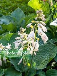 Image result for Hosta sieboldiana 'Elegans'