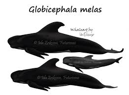 Image result for Globicephala melas