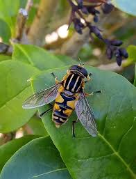 Attēlu rezultāti vaicājumam “Helophilus hybridus male”