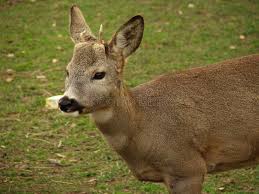 Attēlu rezultāti vaicājumam “Capreolus capreolus”