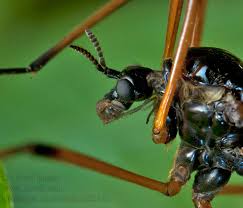Attēlu rezultāti vaicājumam “Dictenidia bimaculata”