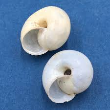 Attēlu rezultāti vaicājumam “Fruticola fruticum”