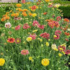 Image result for Gaillardia pulchella