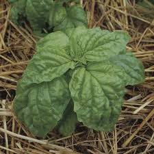 Attēlu rezultāti vaicājumam “Ocimum basilicum leaf”