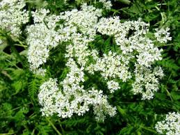 Image result for Myrrhis odorata