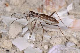 Attēlu rezultāti vaicājumam “Bitoma crenata imago”