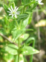 Attēlu rezultāti vaicājumam “Stellaria longifolia flower”