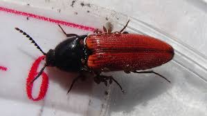 Attēlu rezultāti vaicājumam “Ampedus sp.”