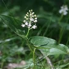 Attēlu rezultāti vaicājumam “Maianthemum bifolium bud”