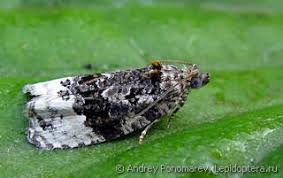 Attēlu rezultāti vaicājumam “Apotomis betuletana”