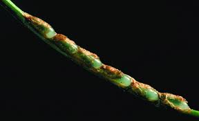 Attēlu rezultāti vaicājumam “Diprion pini female”