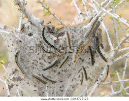 Attēlu rezultāti vaicājumam “Malacosoma castrensis larva”