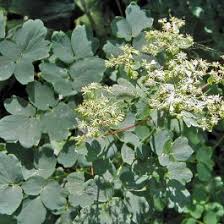 Attēlu rezultāti vaicājumam “Thalictrum flavum leaf”
