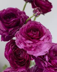 Attēlu rezultāti vaicājumam “Ranunculus mendax flower”
