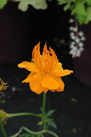 Attēlu rezultāti vaicājumam “Trollius europaeus”