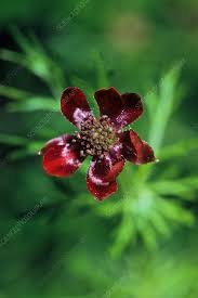 Image result for Adonis aestivalis