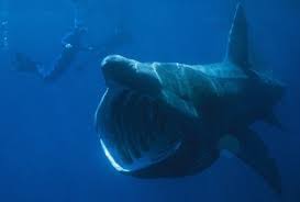 Image result for Somniosus pacificus