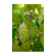 Attēlu rezultāti vaicājumam “Epimedium alpinum”