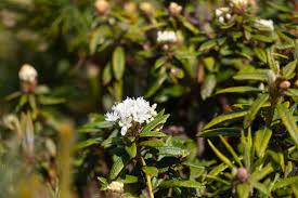 Attēlu rezultāti vaicājumam “Ledum palustre flower”