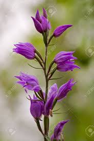 Attēlu rezultāti vaicājumam “Cephalanthera rubra flower”