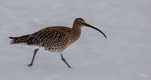 Attēlu rezultāti vaicājumam “Numenius arquata”