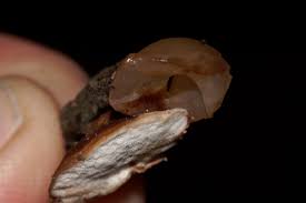 Attēlu rezultāti vaicājumam “Ceratiomyxa morchella”