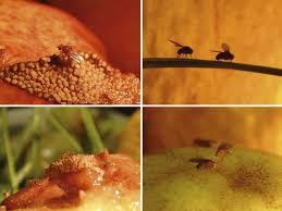 Attēlu rezultāti vaicājumam “Drosophila melanogaster”