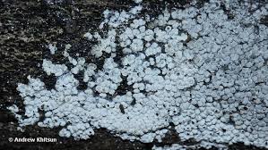 Attēlu rezultāti vaicājumam “Physarum diderma”