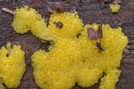 Attēlu rezultāti vaicājumam “Stemonitis lignicola macro”