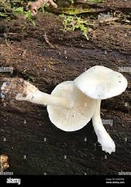 Attēlu rezultāti vaicājumam “Tricholoma album”